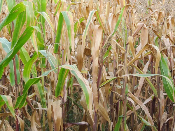 Mısır alan sonbahar görünümü