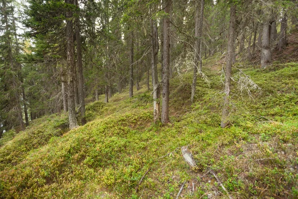 İtalyan Alpleri tipik bir orman içinde