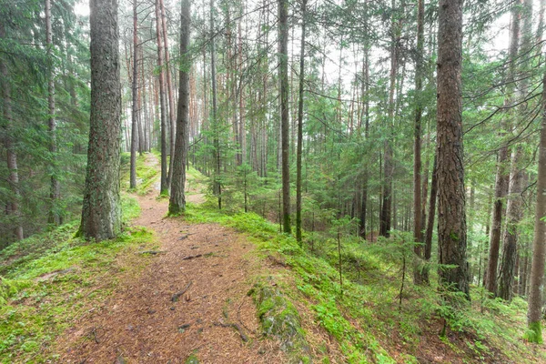 Inuti en typisk skog av de italienska Alperna — Stockfoto