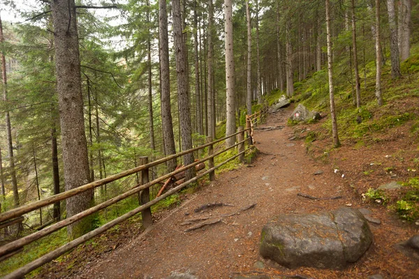 Dentro de uma floresta típica dos Alpes italianos um caminho traz-lhe longo a floresta — Fotografia de Stock
