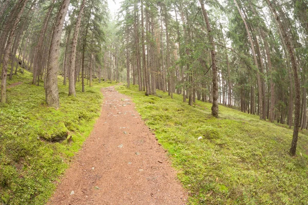 Visão larga em um caminho longo a floresta — Fotografia de Stock