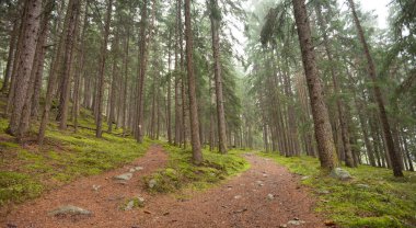 Tek bir dağ yolu iki farklı yönlere böler. Sonbahar bir bulutlu gün.