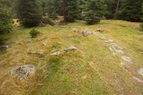 Camminando nella foresta lungo un sentiero in una giornata nuvolosa. Nessun popolo a — Foto Stock