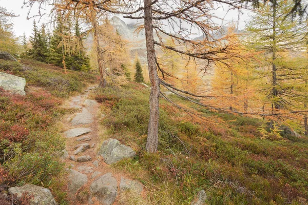 Marcher dans la forêt long un chemin dans un jour nuageux d'automne. — Photo