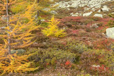 Sarı tarlalar sonbaharda ormanda