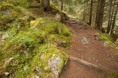 ormana doğru uzun bir yol bulutlu bir günde yürüyüş. Hiçbir kişi civarında