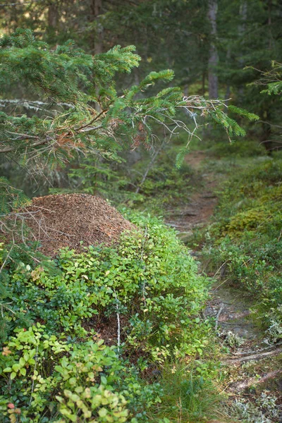 Grande formigueiro dentro de uma floresta, sem pessoas ao redor — Fotografia de Stock