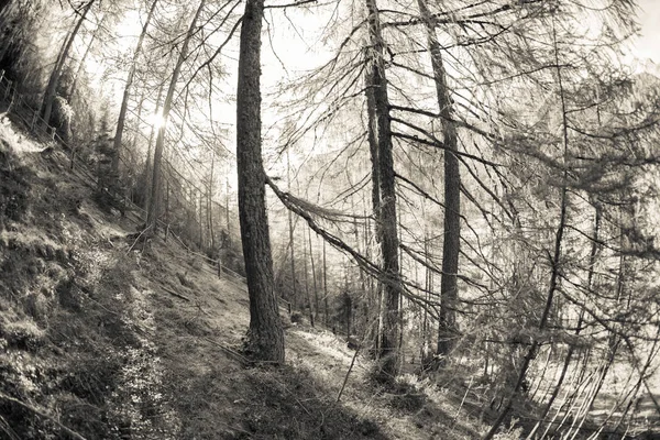 Dentro de un bosque típico de los Alpes italianos (atmósfera vintage) ) —  Fotos de Stock