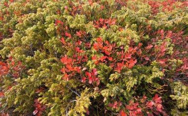 Sonbahar yaban mersini ve ardıç bitkilerde