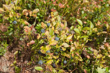 Yaban mersini bitki sonbahar ortamında
