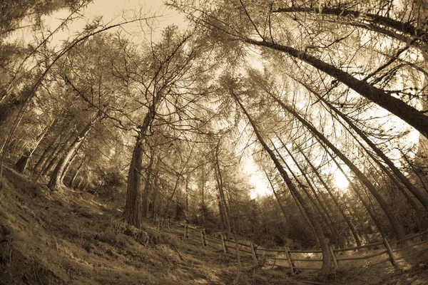 Μέσα σε ένα τυπικό δάσος των ιταλικών Άλπεων (εκλεκτής ποιότητας atmophere) — Φωτογραφία Αρχείου