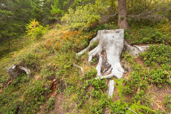 Detalhe undergrowth de uma floresta italiana nos Alpes — Fotografia de Stock