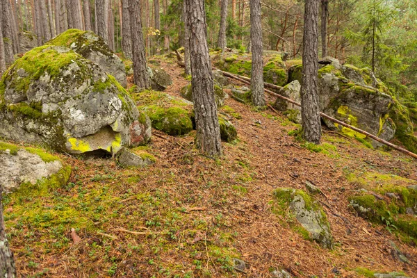 이탈리아 알프스의 전형적인 숲 내부 — 스톡 사진