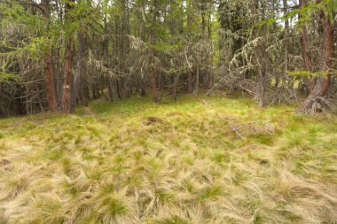 içinde bir orman yürüyüş doğa sahneleri