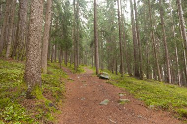 Tek bir dağ yolu iki farklı yönlere böler. Bu bir