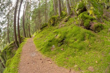 ormana doğru uzun bir yol bulutlu bir günde yürüyüş. Kimse bir