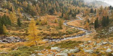 Arasında bir dere akar sarı larches ve çam ağaçları sonbahar
