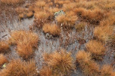 Bataklık bataklığa sonbahar çimleri