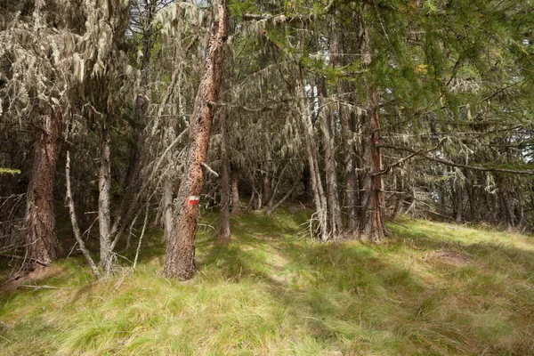 Dentro de uma floresta típica dos Alpes italianos — Fotografia de Stock