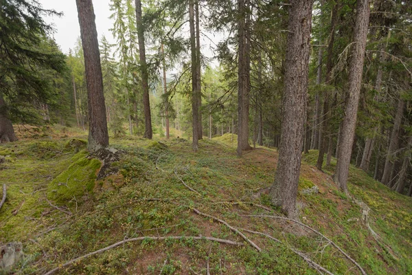 A l'intérieur d'une forêt typique des Alpes italiennes — Photo