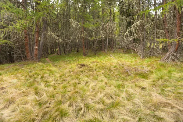 Cenas da natureza andando dentro de uma floresta — Fotografia de Stock