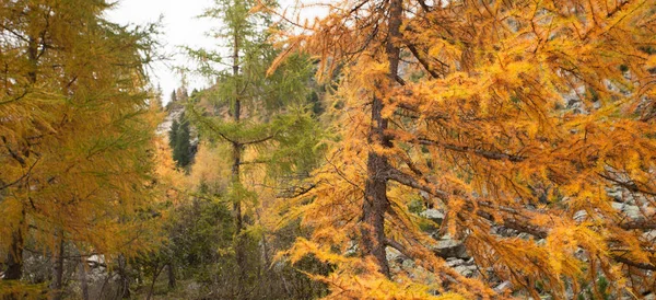 Mélèzes jaunes à l'automne dans les bois — Photo