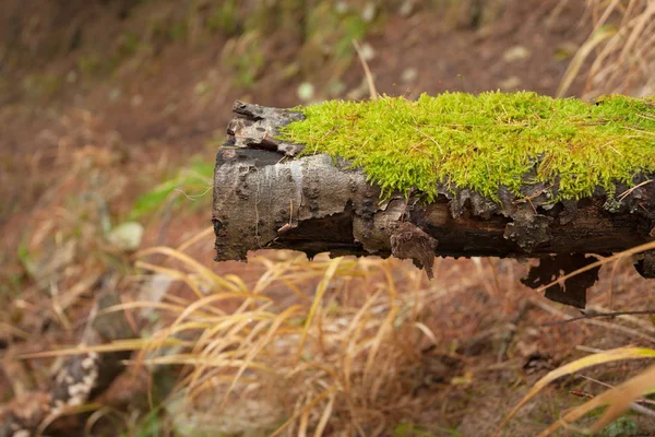 Detalhe de musgo verde sobre uma árvore velha na floresta — Fotografia de Stock