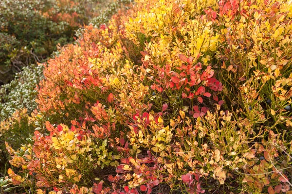 Planta de arándanos en otoño —  Fotos de Stock