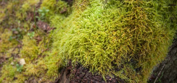 Detalj av grön mossa över ett gammalt träd i skogen — Stockfoto