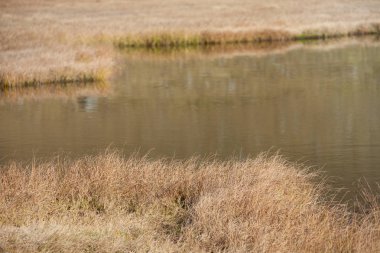 Dolomites Alp bir çayırda sonbahar manzarası
