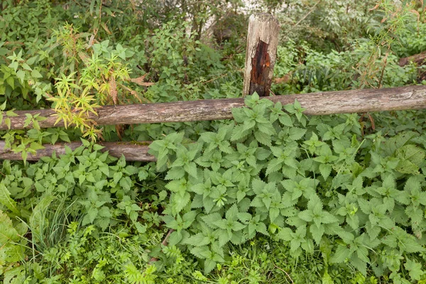 Přírodní dvoudomá rostlina vedle plotu v horské pastviny — Stock fotografie