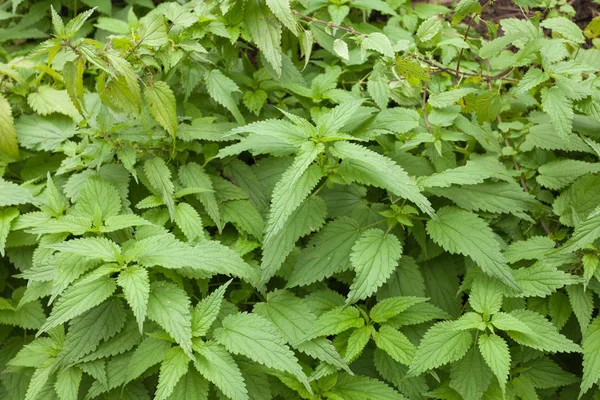 Planta de urtiga natural usada como ingrediente natural para homeopatia heathcare — Fotografia de Stock