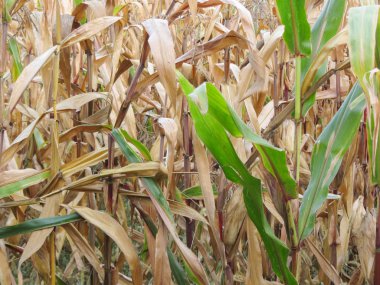 Mısır alan sonbahar görünümü