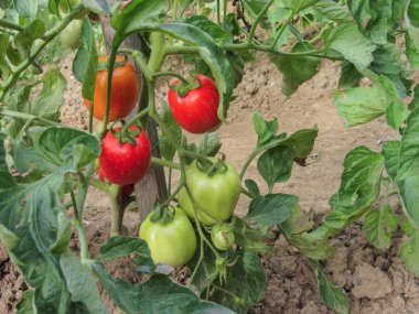 Ev yapımı sebze bahçesinde kırmızı domates bitkisi