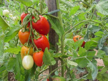 Ev yapımı sebze bahçesinde kırmızı domates bitkisi