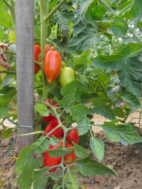 Ev yapımı sebze bahçesinde kırmızı domates bitkisi