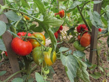 Ev yapımı sebze bahçesinde kırmızı domates bitkisi