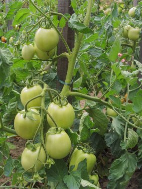 Ev yapımı sebze bahçesinde kırmızı domates bitkisi