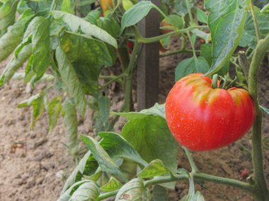 Ev yapımı sebze bahçesinde kırmızı domates bitkisi