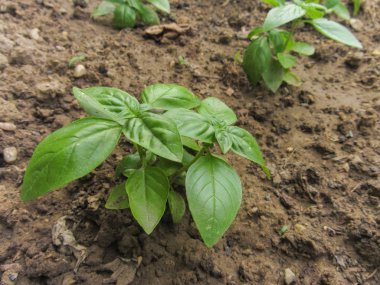 taze fesleğen bitki bir sebze bahçesinde