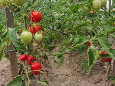 Ev yapımı sebze bahçesinde kırmızı domates bitkisi