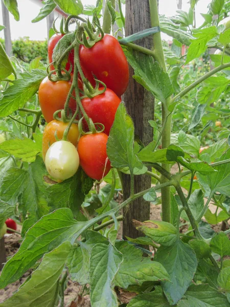 Ev yapımı sebze bahçesinde kırmızı domates bitkisi