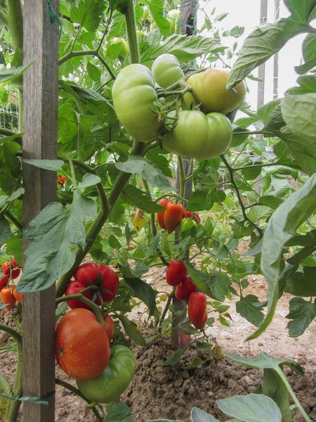 Красные томатные растения в огороде домашнего приготовления — стоковое фото