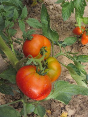 Ev yapımı sebze bahçesinde kırmızı domates bitkisi