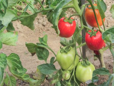 Ev yapımı sebze bahçesinde kırmızı domates bitkisi