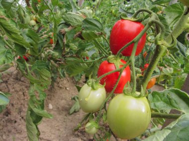 Ev yapımı sebze bahçesinde kırmızı domates bitkisi