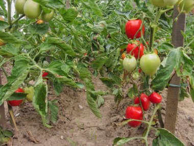Ev yapımı sebze bahçesinde kırmızı domates bitkisi