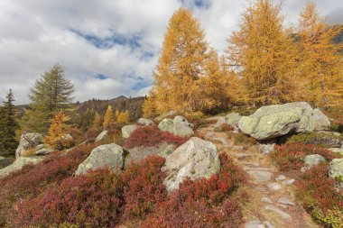 Bulutlu bir sonbahar gününde uzun bir yolda ormana doğru yürüyorum.. 