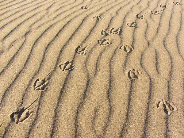 Möwenspuren auf gelbem Sand von einem italienischen Strand — Stockfoto