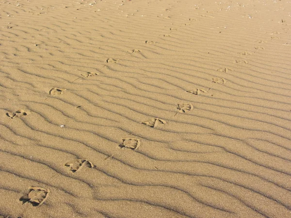 Möwenspuren auf gelbem Sand von einem italienischen Strand — Stockfoto